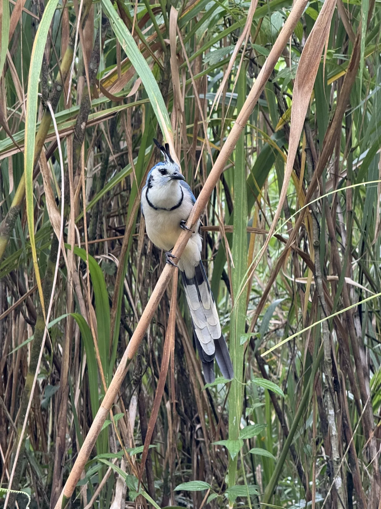 Sendero Coladas Trail