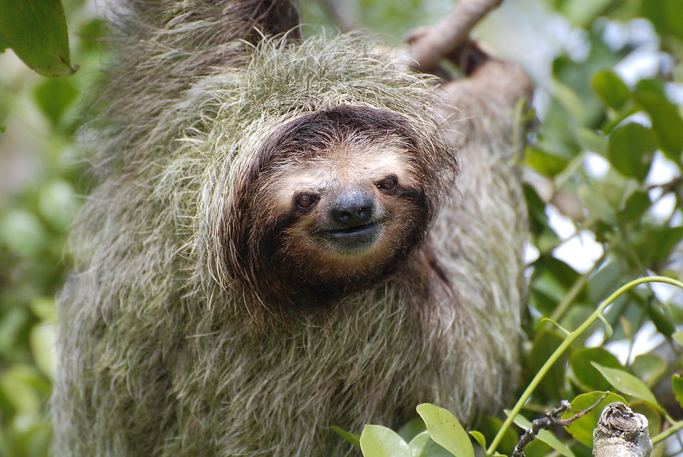 perezoso en costa rica