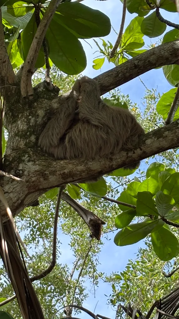 faune cahuita