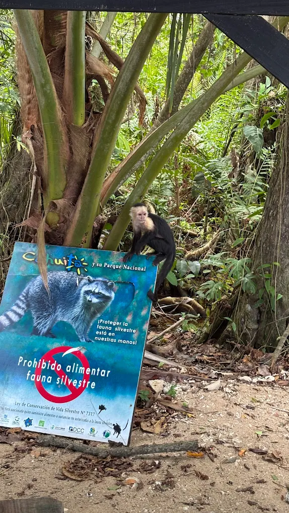 faune cahuita