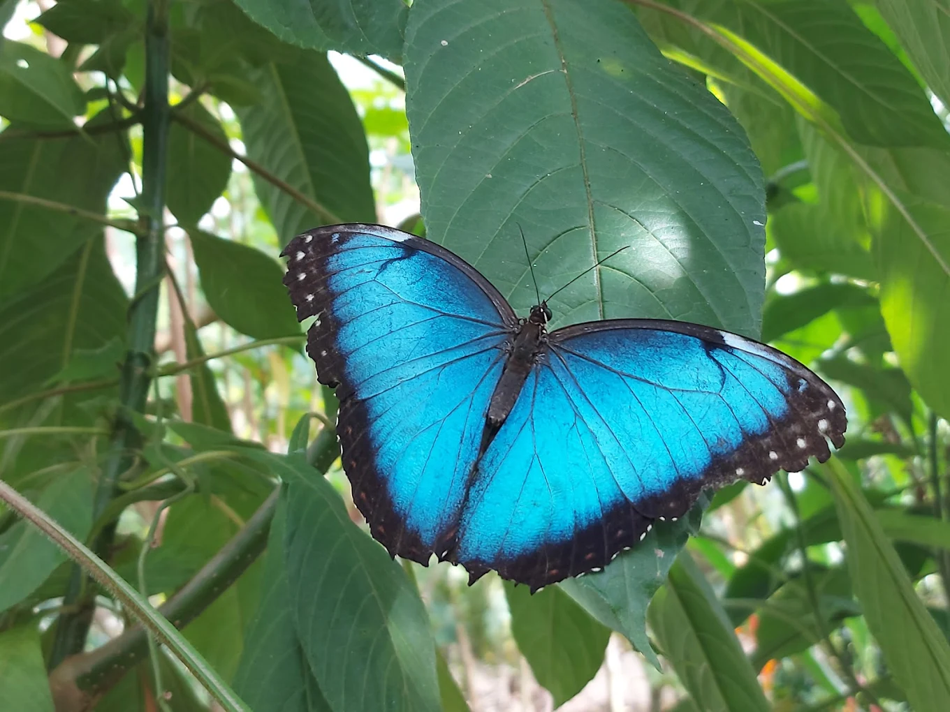 Catarata Esmeralda Uvita mariposa