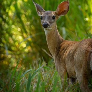 white tailed deer