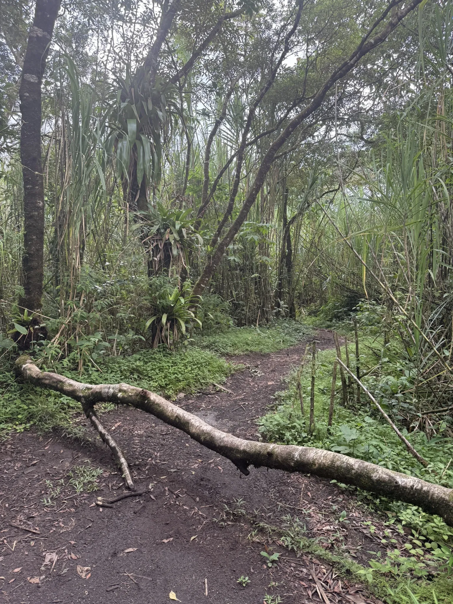 Sendero Coladas Trail