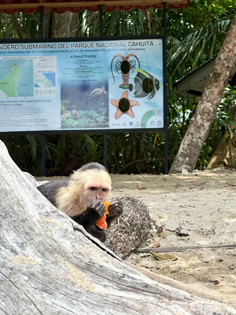singe du parc national de Cahuita