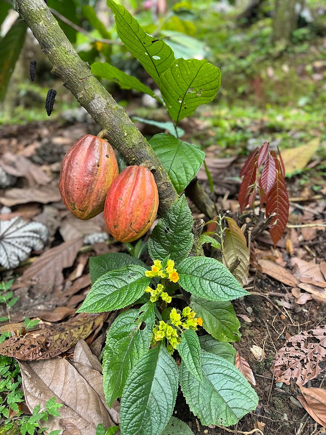 visite des cacaoyers