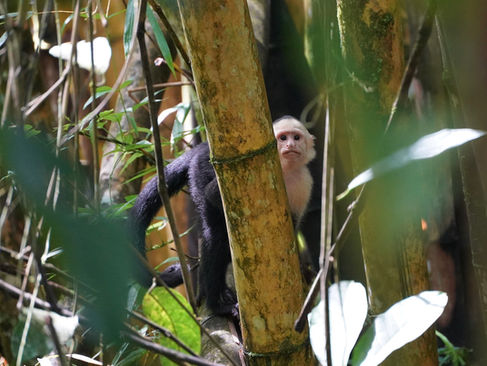 Manuel Antonio