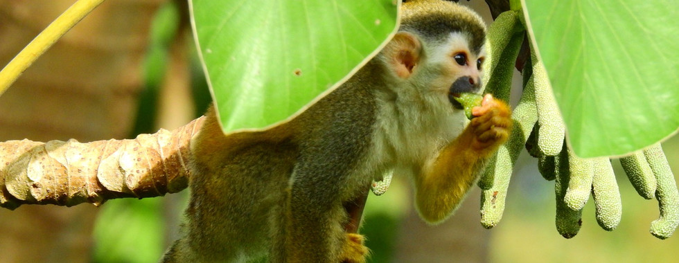 Monkeys of Costa Rica