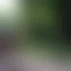 cacao tour puerto viejo caribeans