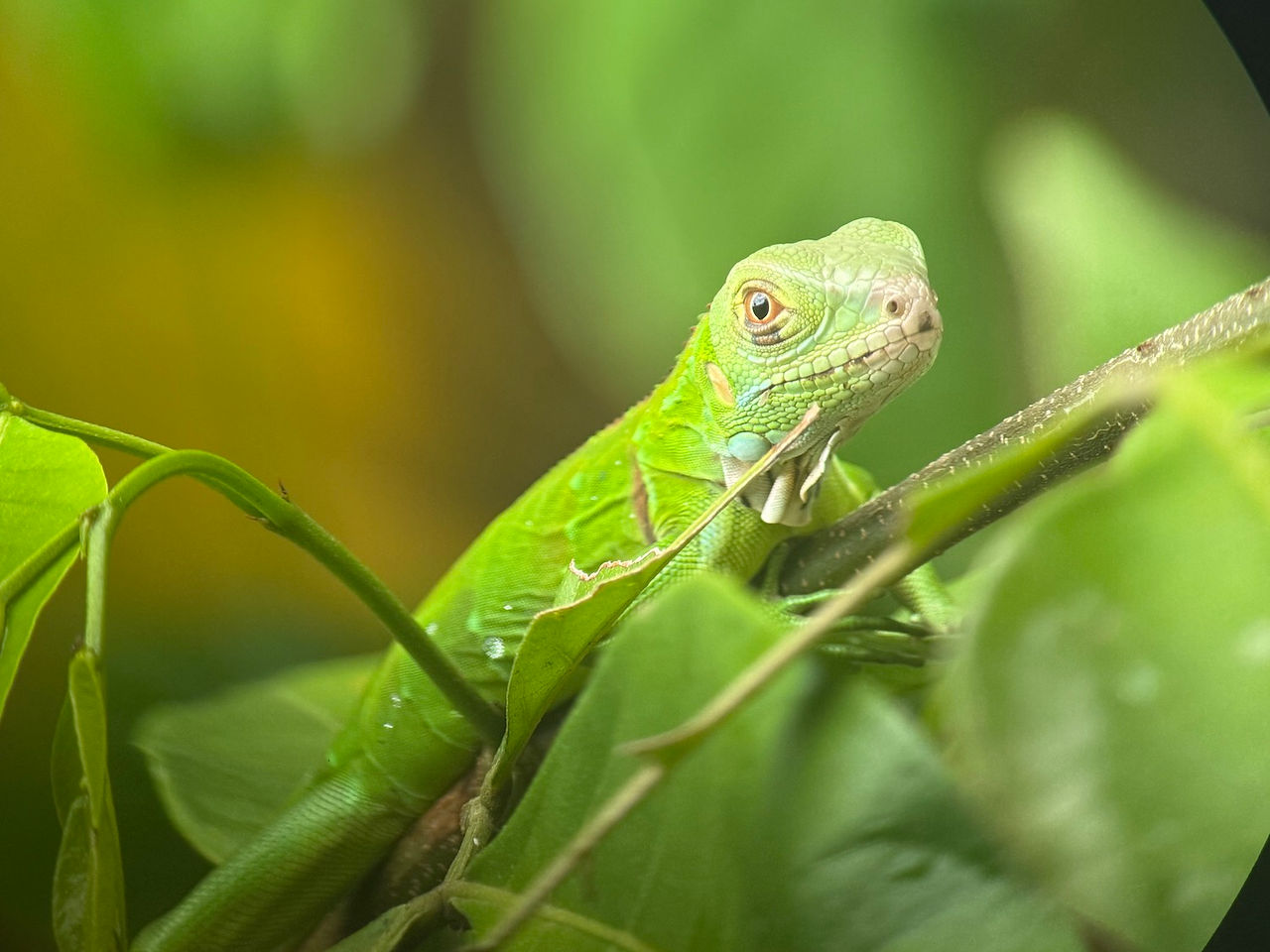 Manuel Antonio National Park lezard