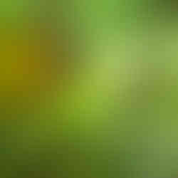 Lagarto del Parque Nacional Manuel Antonio