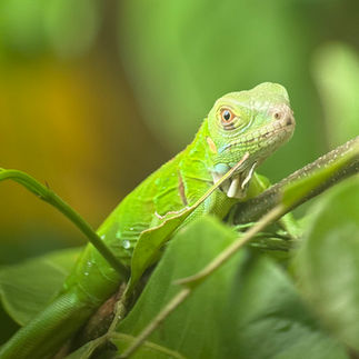 Manuel Antonio National Park lezard
