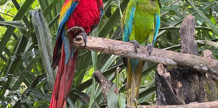 guacamayos de Costa Rica