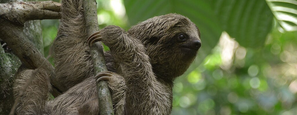 perezoso en costa rica
