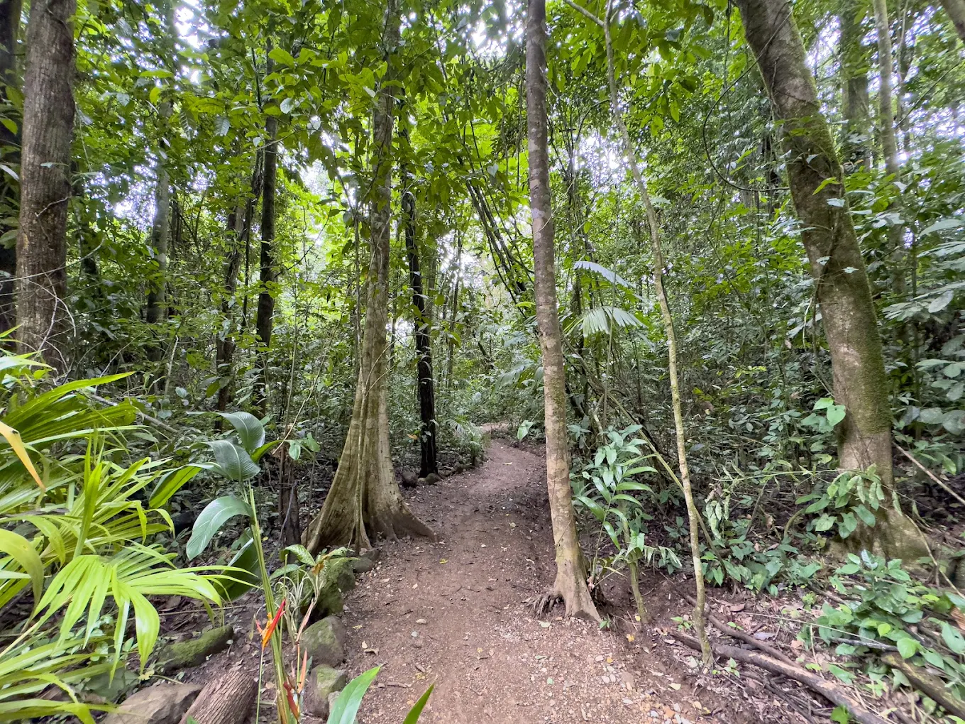 Catarata Esmeralda Uvita camino