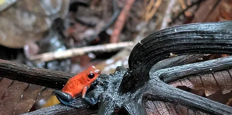 Wildlife 