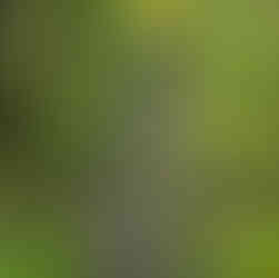 chirripo national park trail