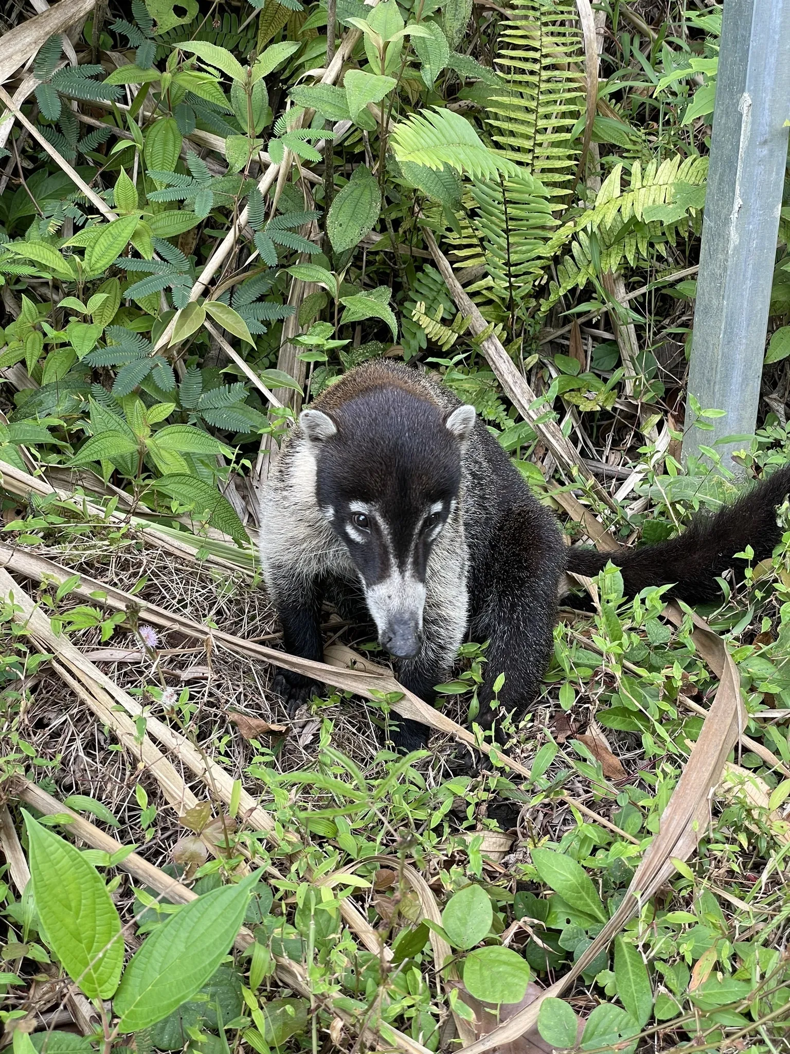 Sendero Coladas Trail