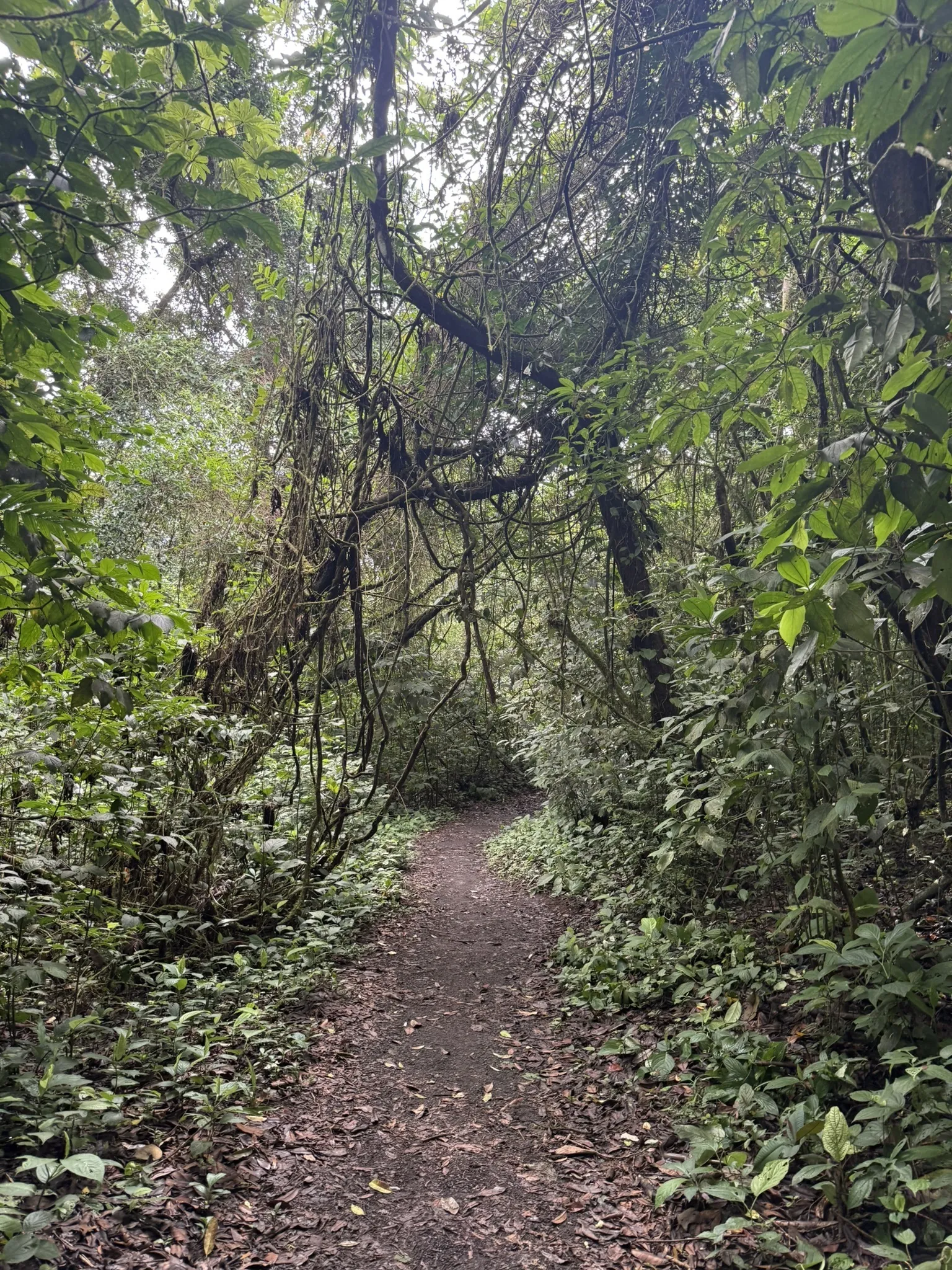 Sendero Coladas Trail