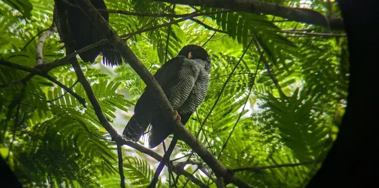 Wildlife