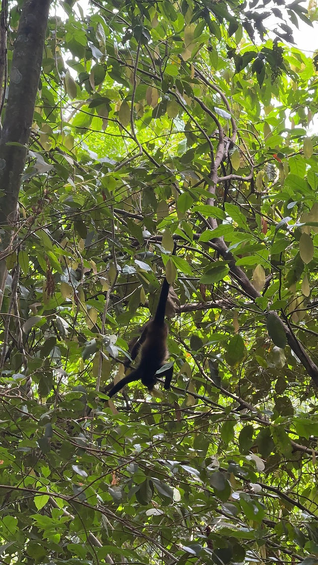 howler monkeys