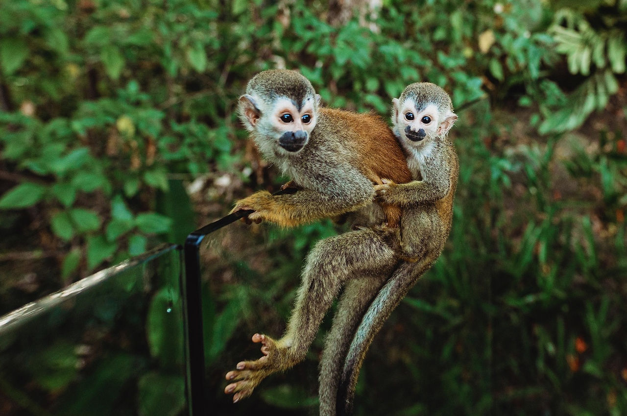 Singes