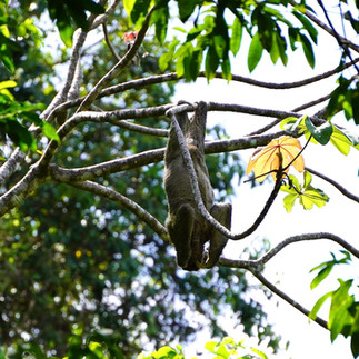 perezoso del Parque Nacional Manuel Antonio