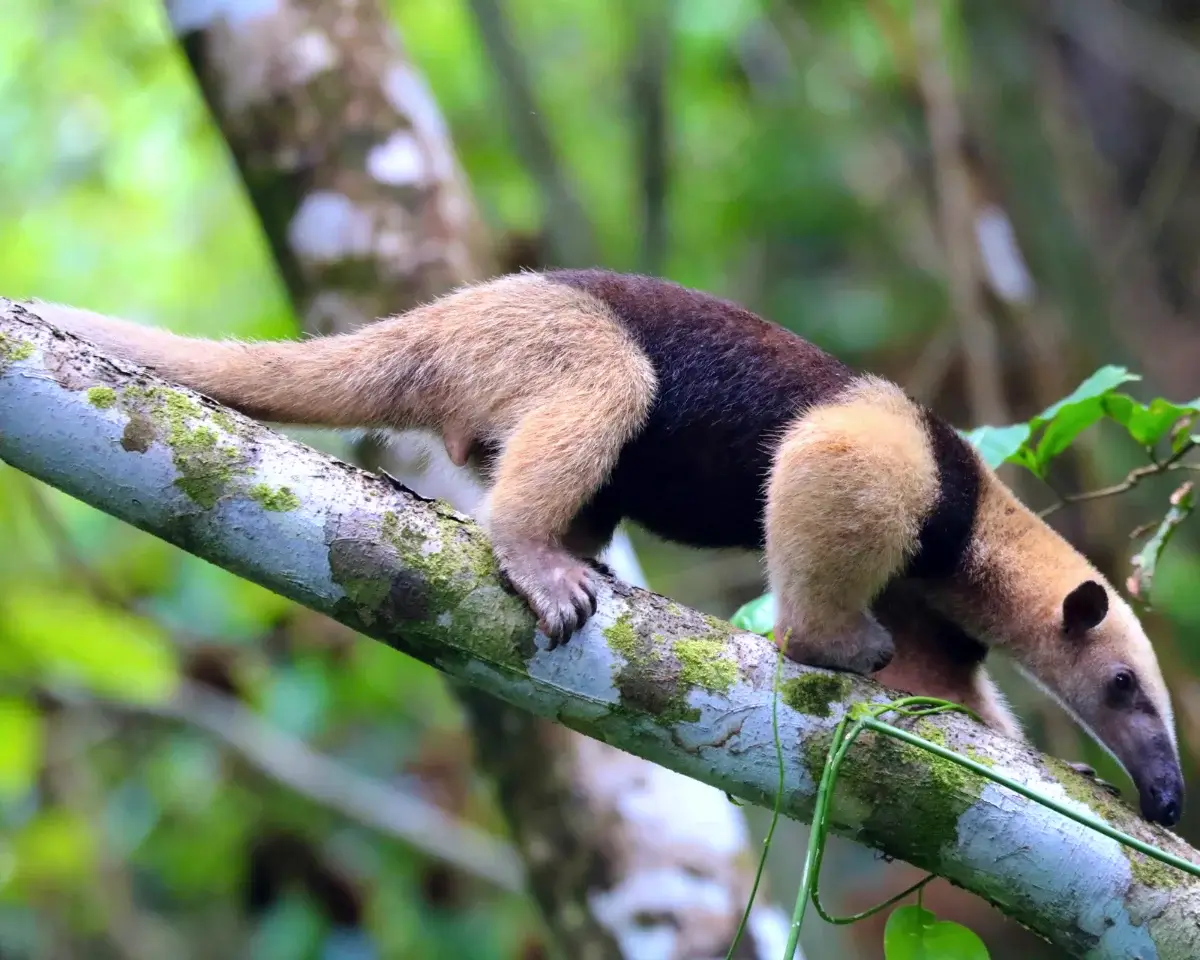 anteaters