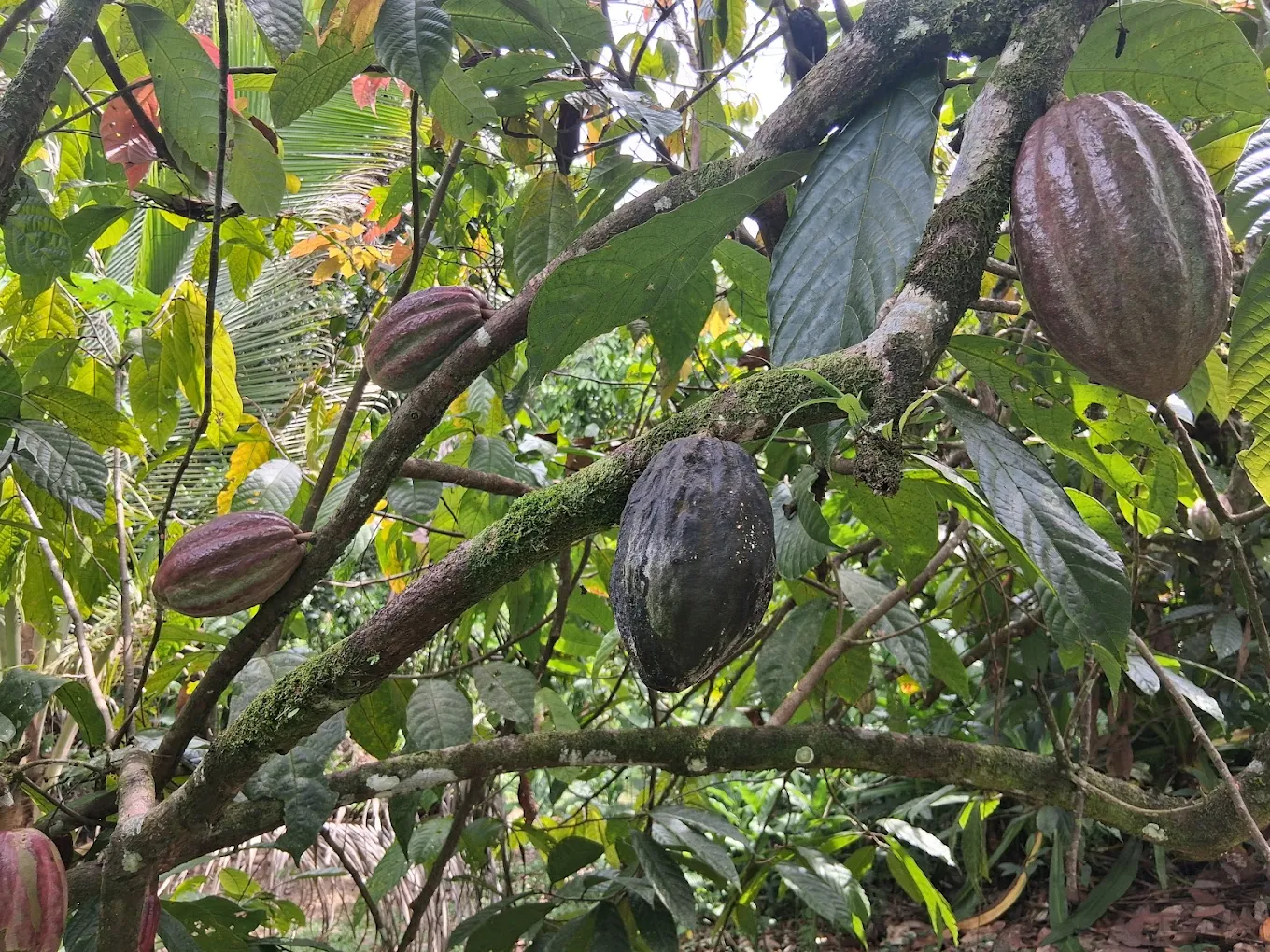 Villa Vanilla Spice Farm Tour 