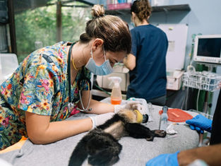 Best Wildlife Sanctuaries to Visit in Costa Rica