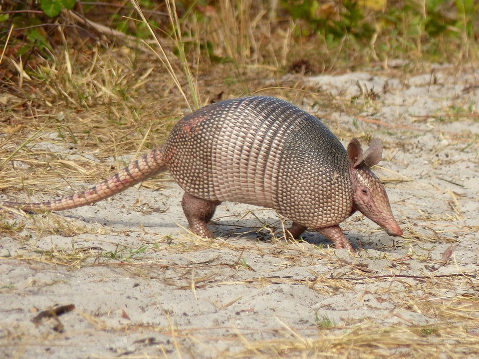 armadillos