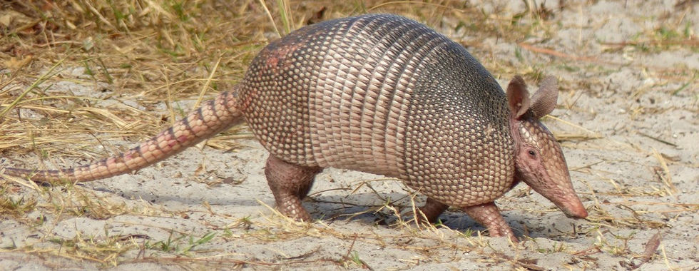 armadillos