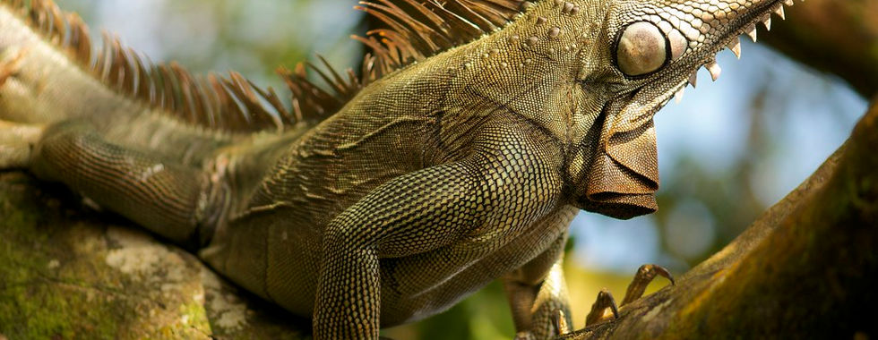 reptiles costa rica