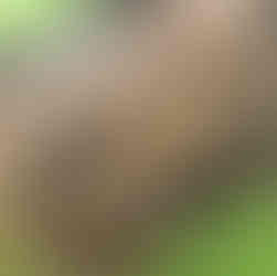 Búho del Parque Nacional Manuel Antonio