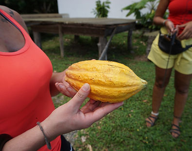 caribeans-chocolate-forest-experience-tour-puerto-viejo.jpeg