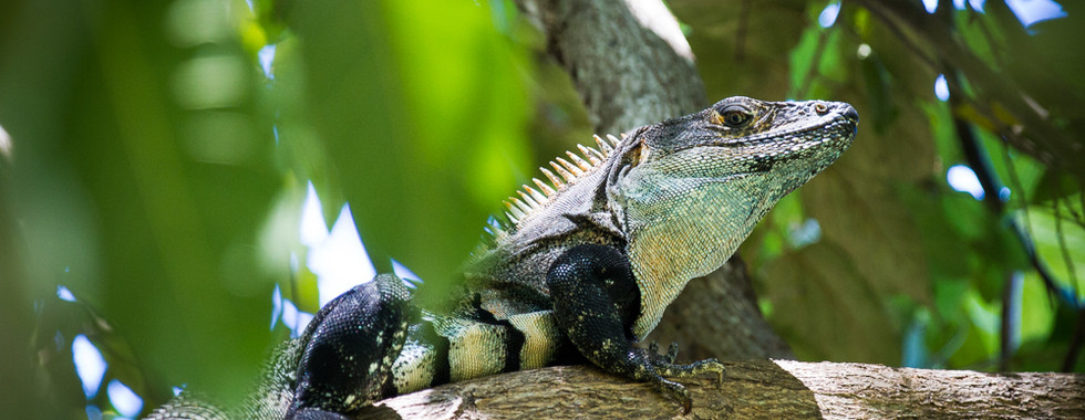 reptiles costa rica