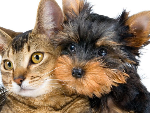 Congreso de la CDMX aprueba custodia de mascotas en casos de divorcio y reconoce a los animales como seres sintientes