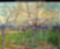 Orchard-With-Blossoming-Apricot-Trees