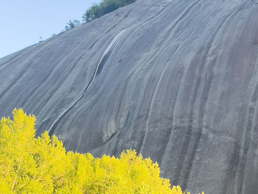 Trees on a Rock: Finding Life in Hard Places