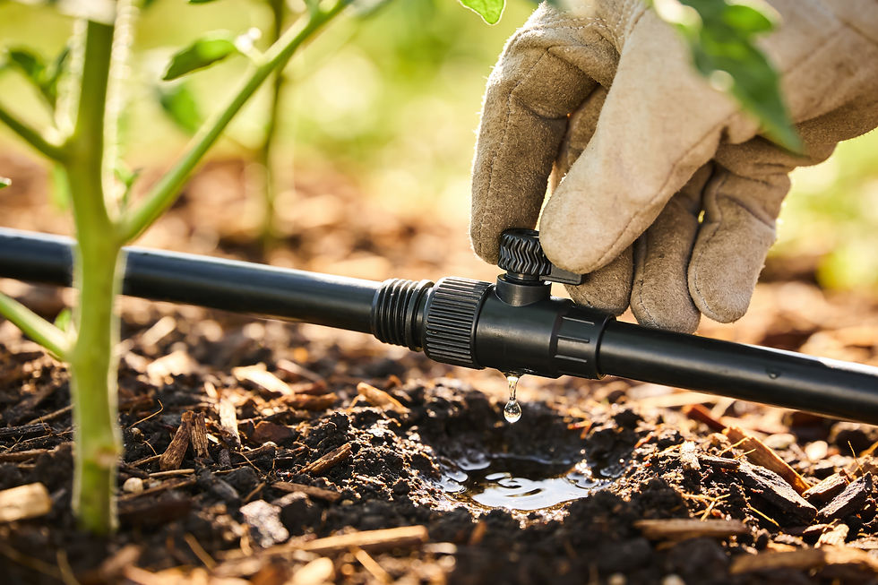 Close-up of a hand wearing a gardening glove turning a black valve on a drip irrigation li