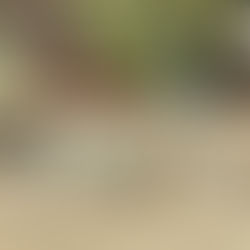 TOKYOBIKE Jr.Step 24