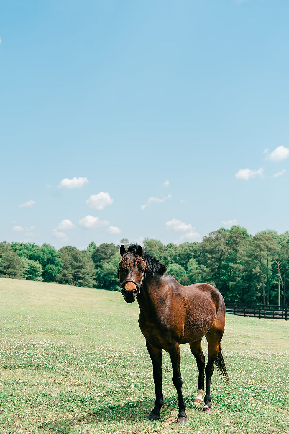 Storybook-horse-headshots-figaro_websize.jpg