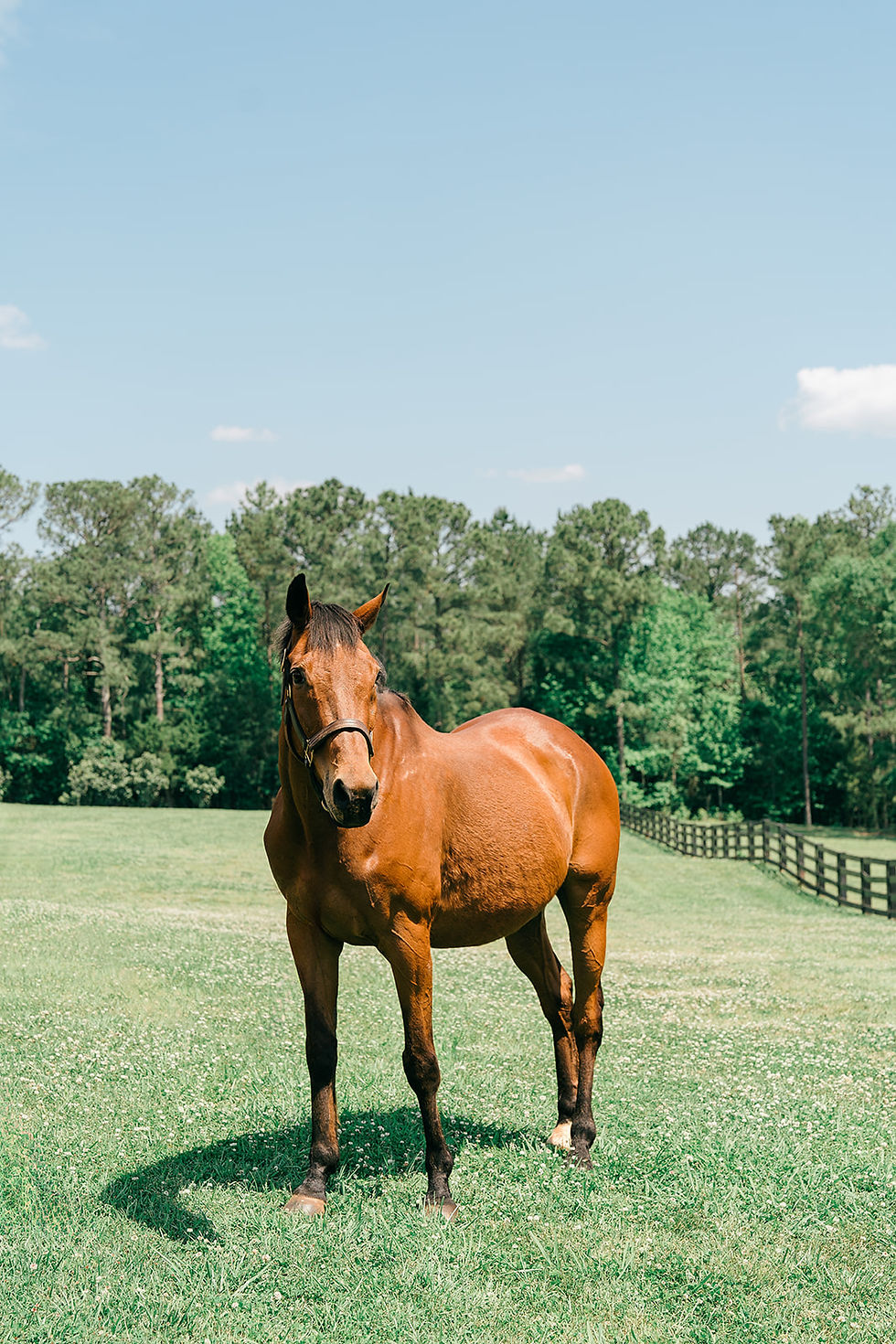 StorybookFarmHorseTeam_0004_websize.jpg