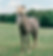 StorybookFarmHorseTeam_0009_websize.jpg