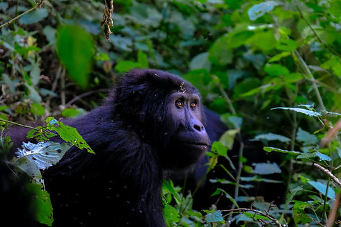 Uganda Dschungel Gorilla