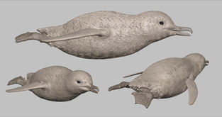 Little Blue Penguin CAD digital modelling
