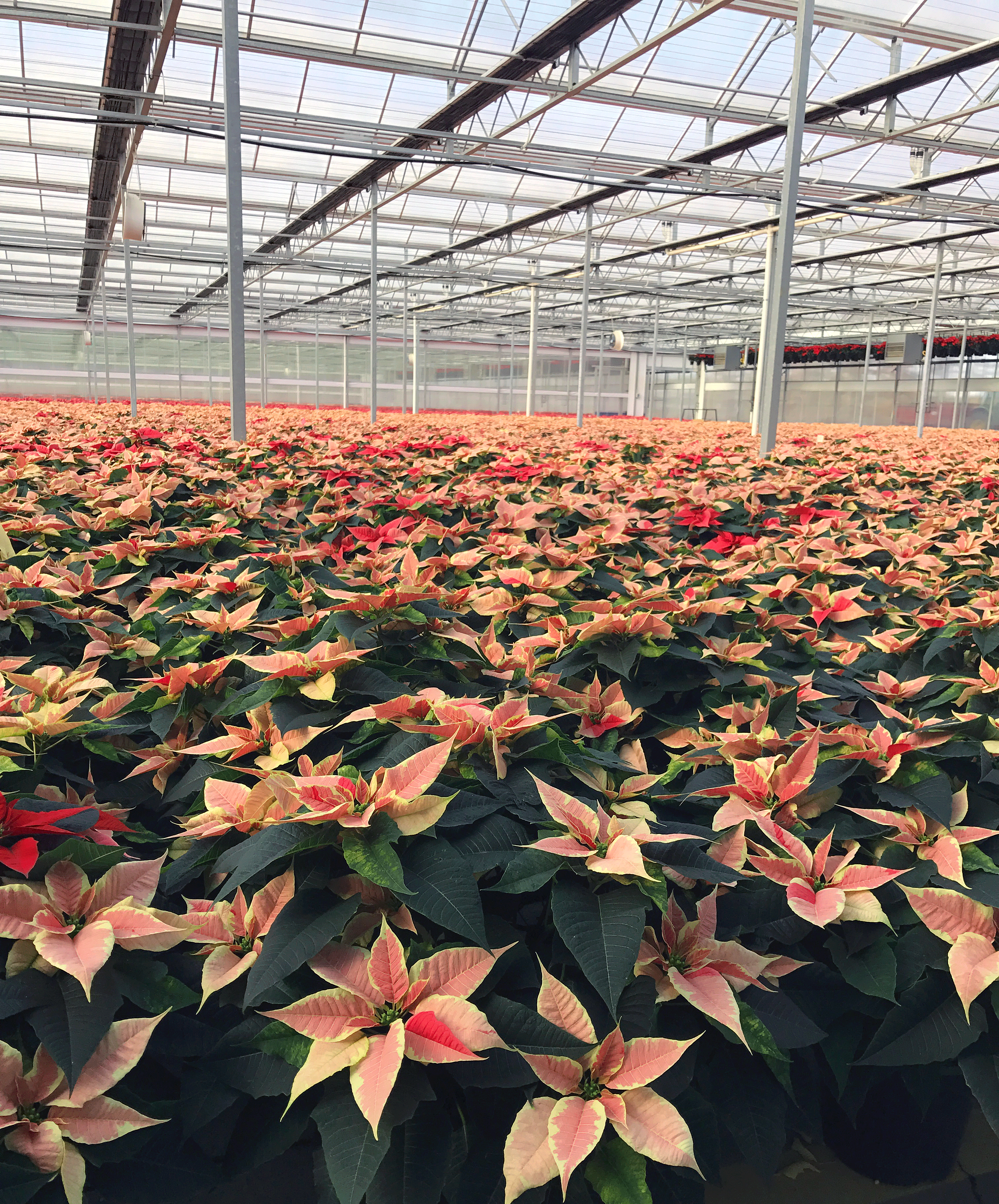 Marbelle Poinsettia