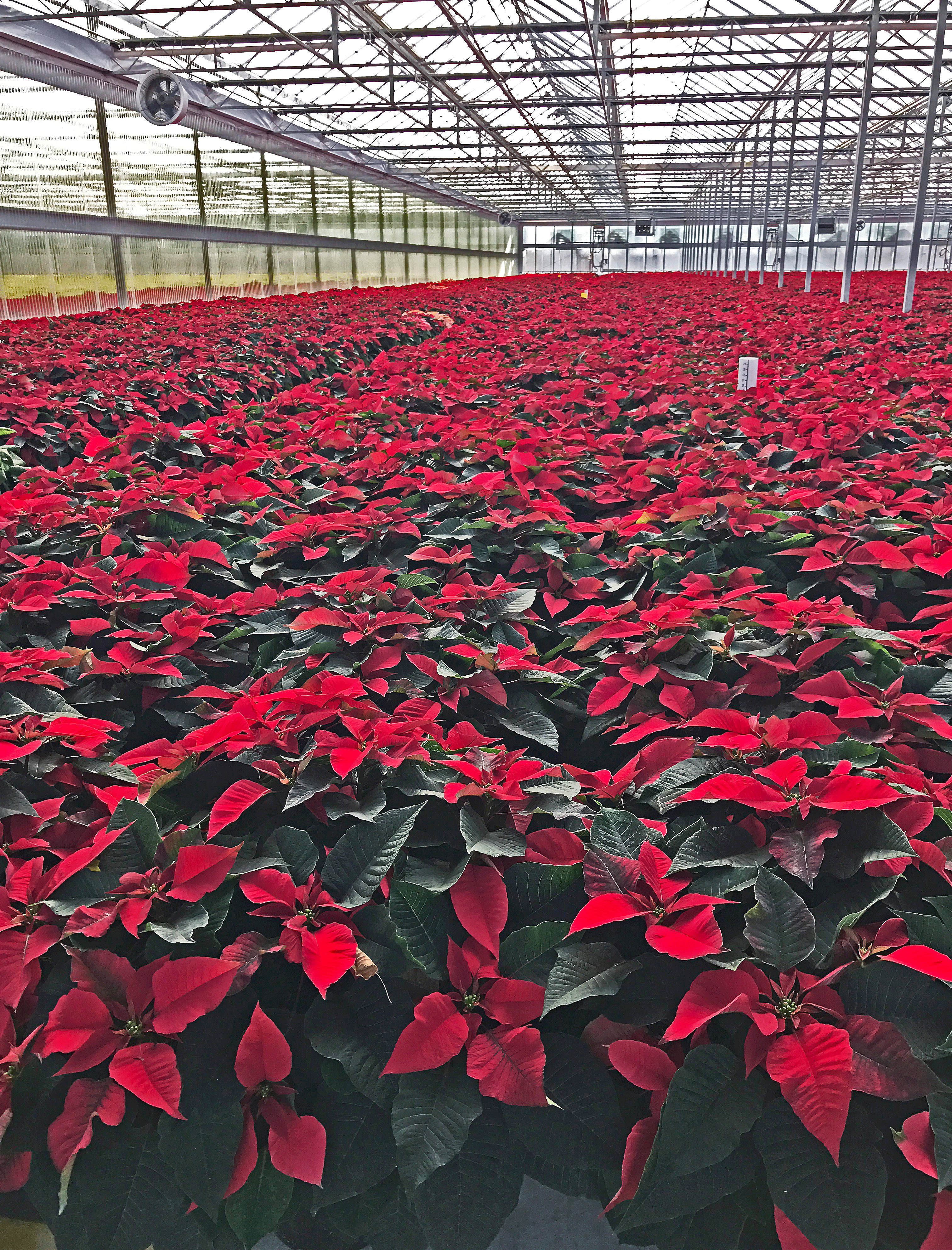 Red Poinsettia