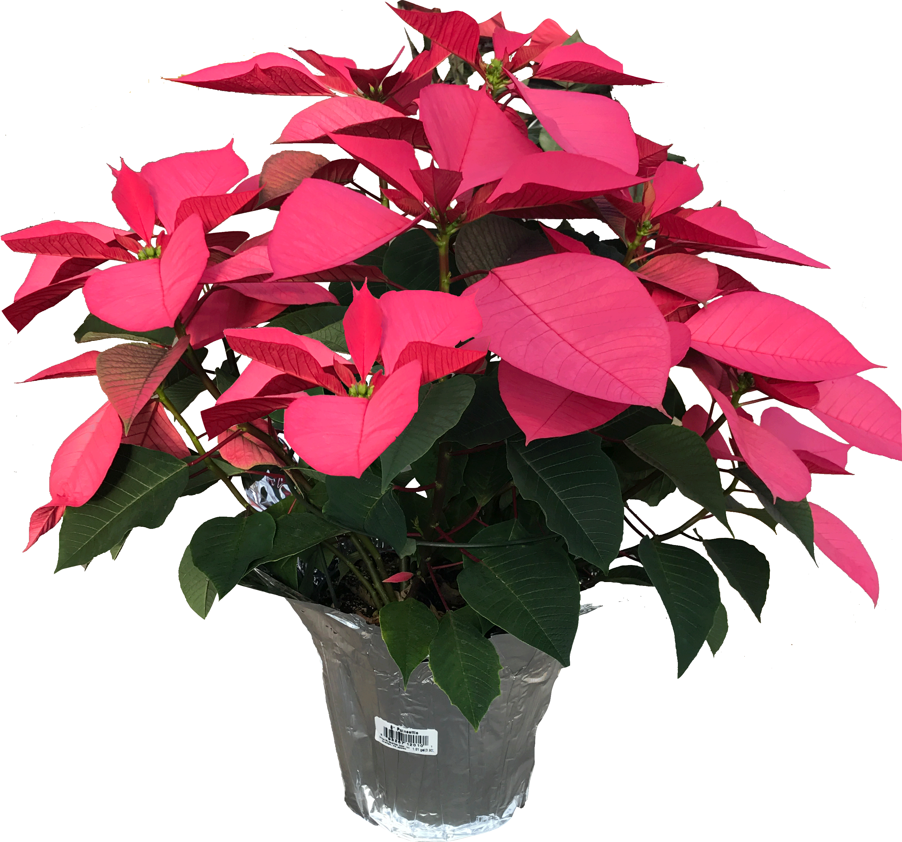 8" Poinsettia Enduring Pink