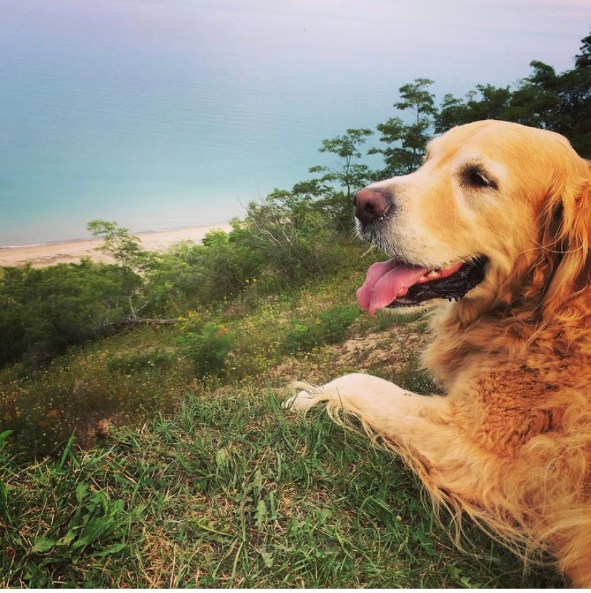 animal communication message from golden retriever