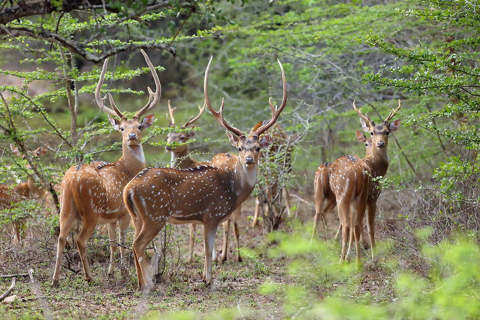 Wild Animals, Spirit Animals, and You